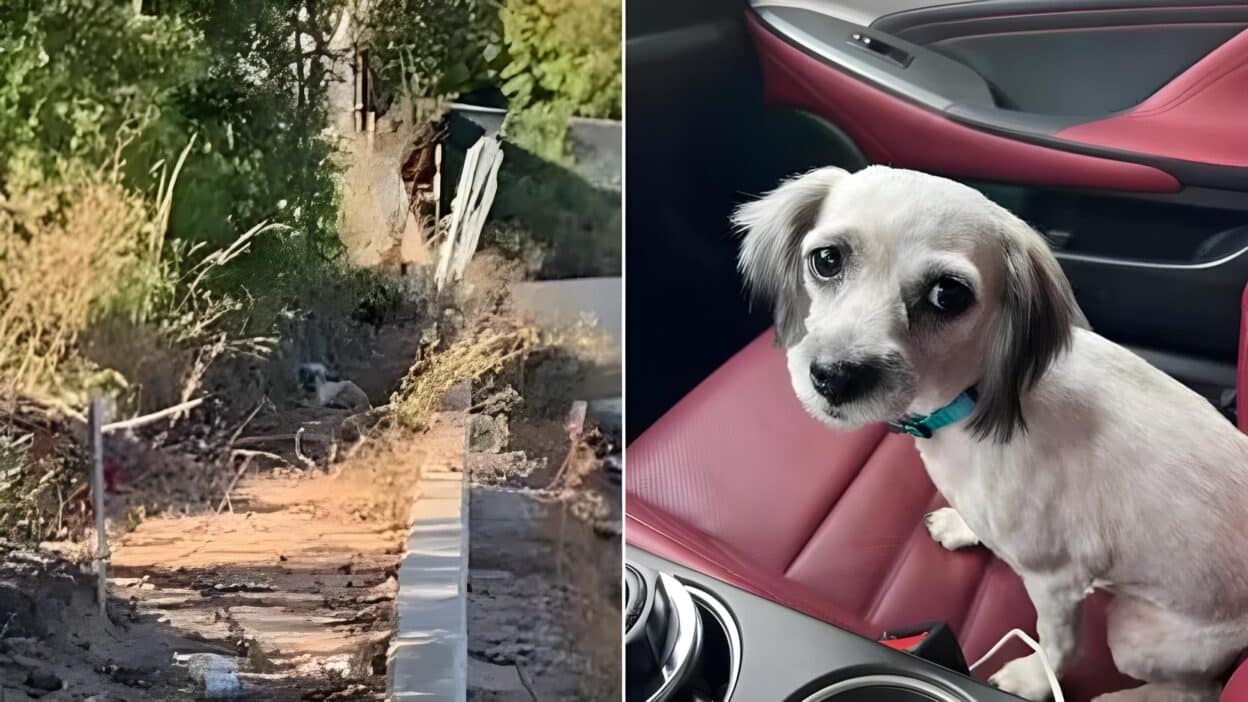 Lost Dog Reunites With Family After 13 Months