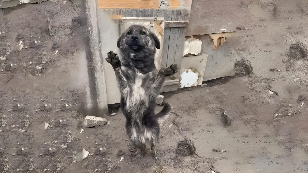 The Dog Who Wouldn't Let Go: A Heartfelt Rescue