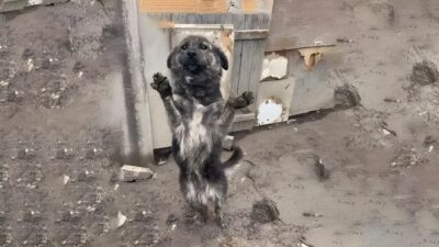 The Dog Who Wouldn't Let Go: A Heartfelt Rescue
