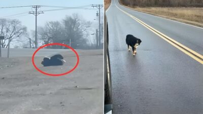 Lost Dog Roaming Oklahoma Road Refuses Help For a Touching Reason