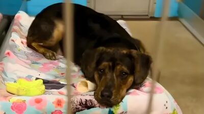 Returned Shelter Dog Waits Again for a Forever Home