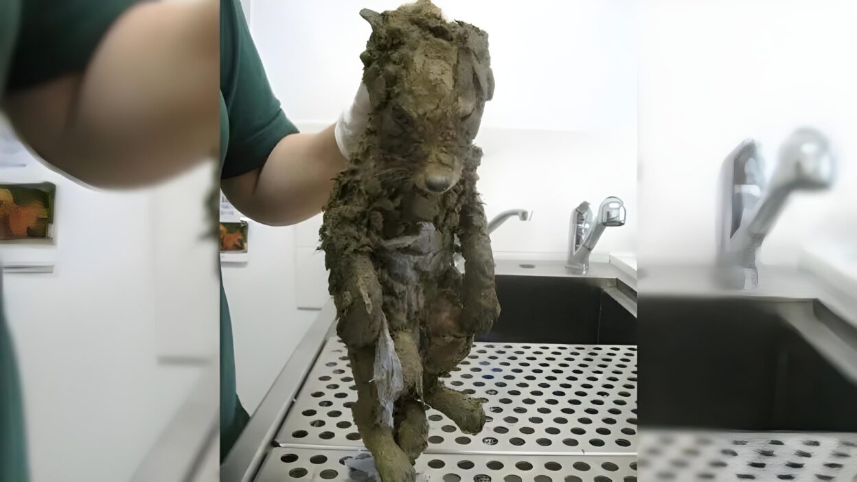 Construction Workers Rescued a Trapped Animal, Only to Discover It Wasn't a Puppy