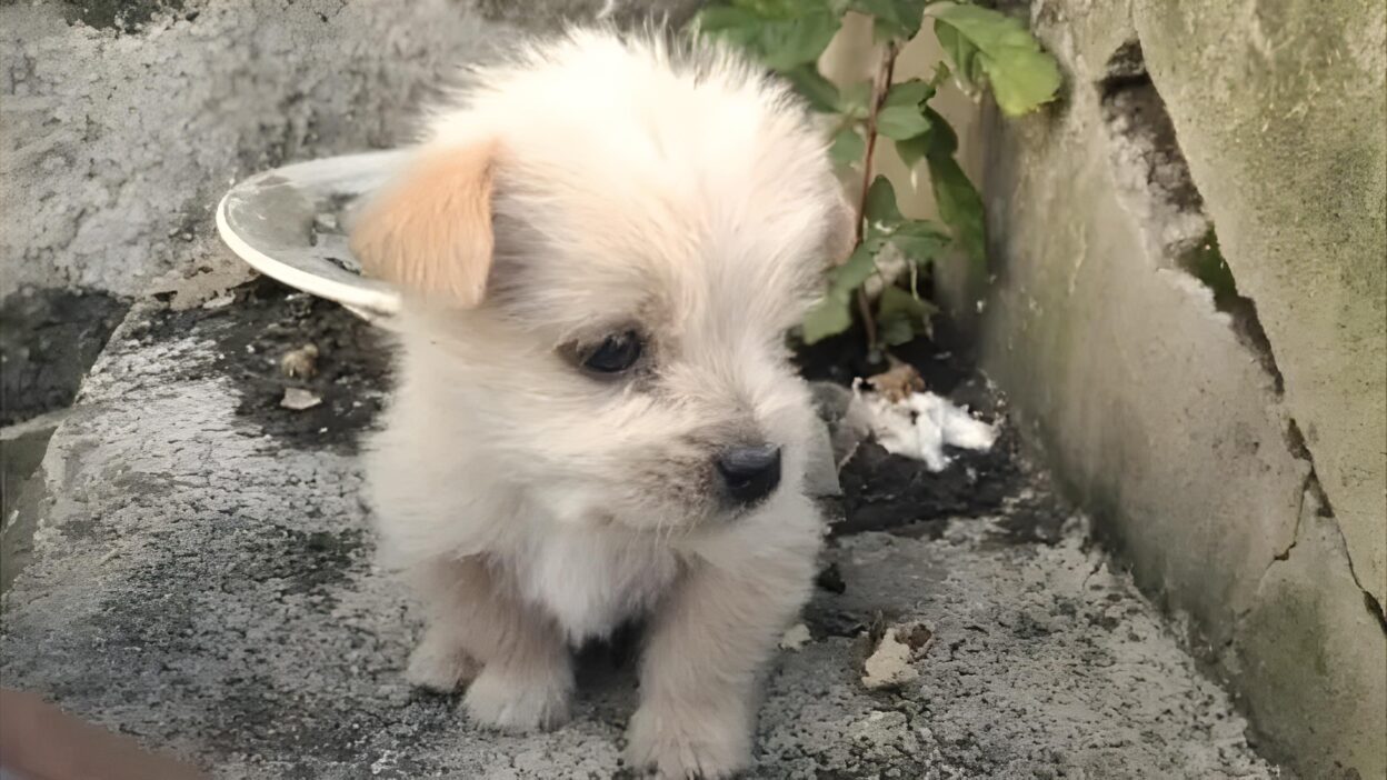 Abandoned Puppy Kisses Rescuer's Hands After Cold Weather Rescue