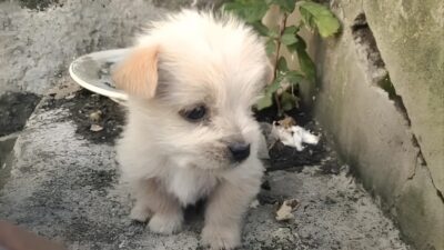 Abandoned Puppy Kisses Rescuer's Hands After Cold Weather Rescue