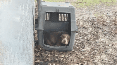 Abandoned Pup in Texas Park Survives Against All Odds