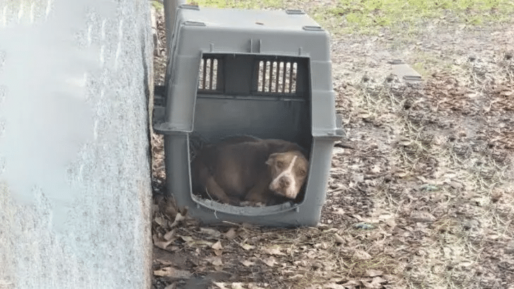 Abandoned Pup in Texas Park Survives Against All Odds