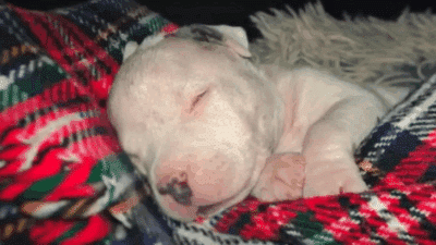 Blind Puppy Escapes Death and Finds Light in Love