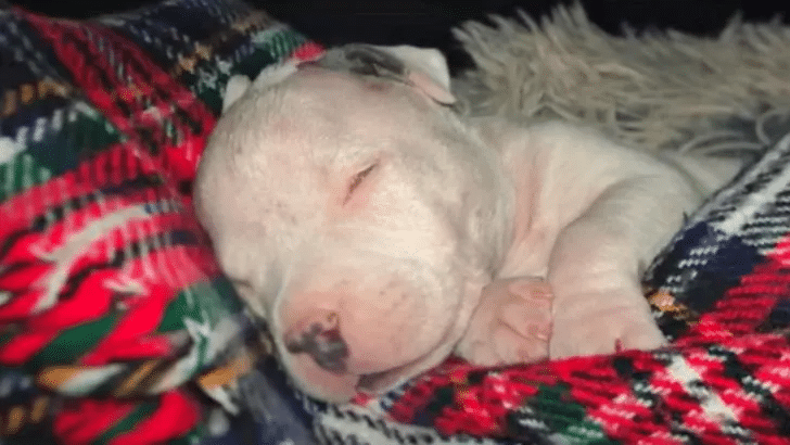 Blind Puppy Escapes Death and Finds Light in Love