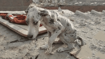 From Eating Rocks to Running Free: Angelo the Great Dane's Second Chance