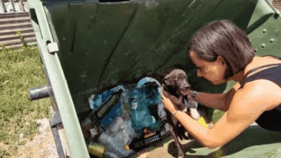 Rescuers Shocked by Starving Puppy Found in Trash Container