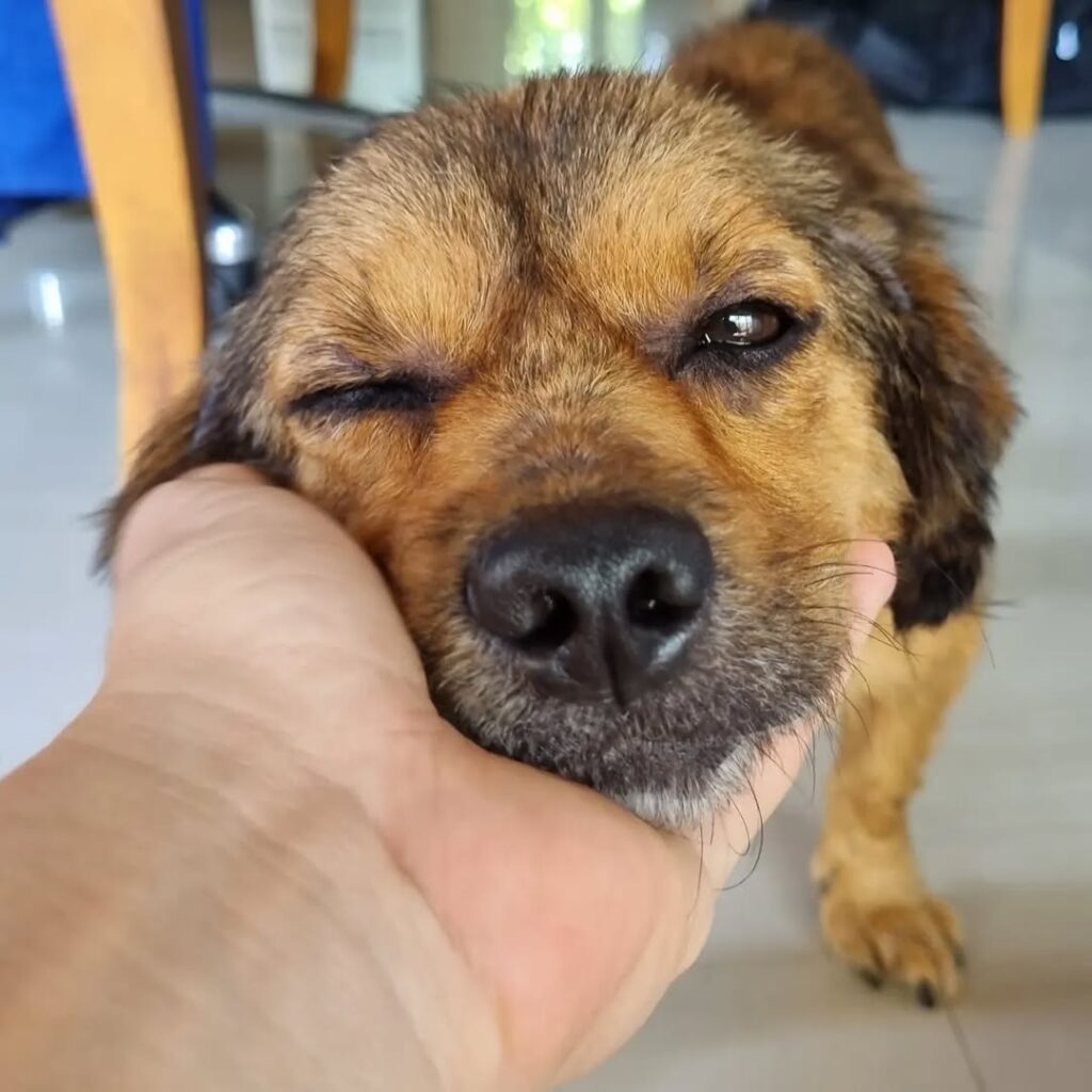 hand holding dogs head