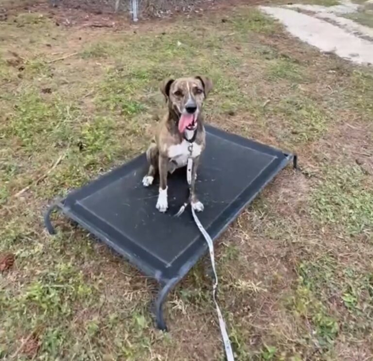 happy dog 768x743