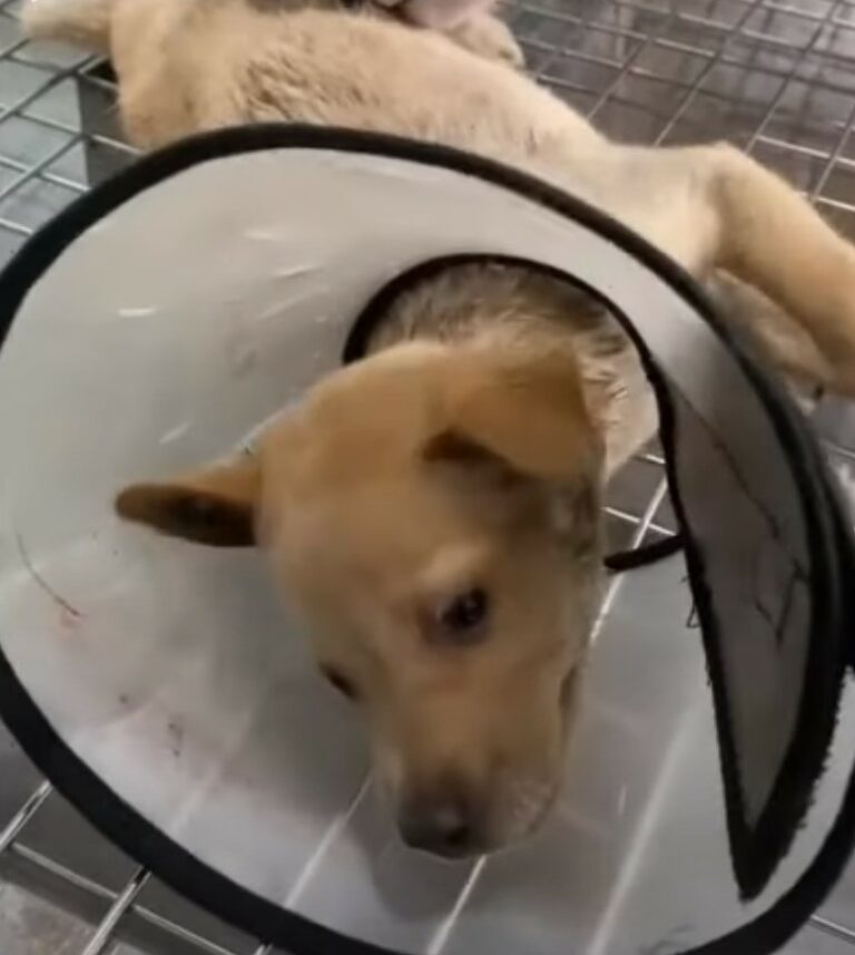 little puppy with a cone 768x857