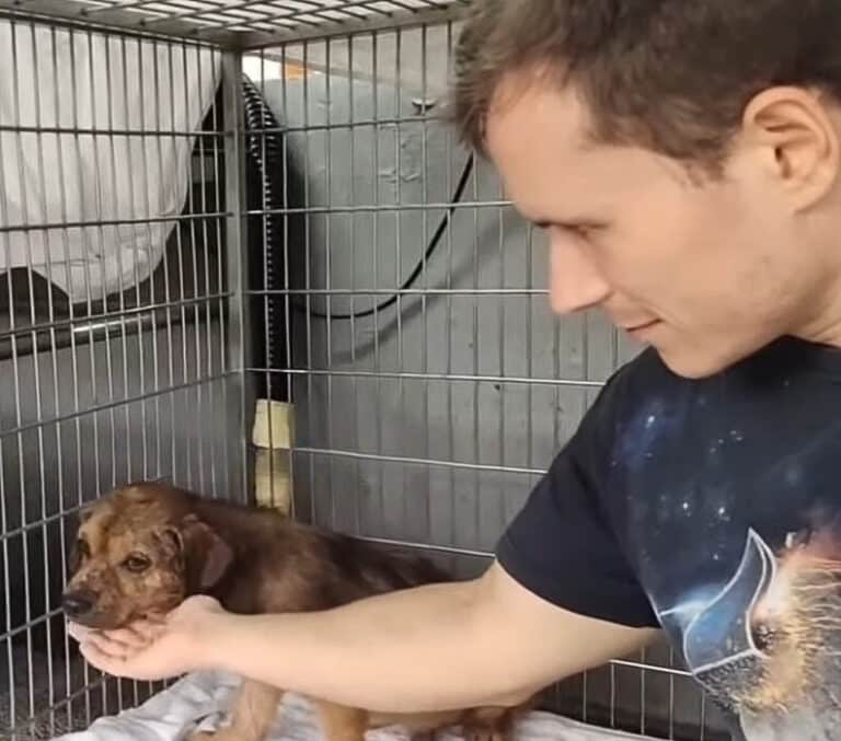 male hand holding dogs head 768x677