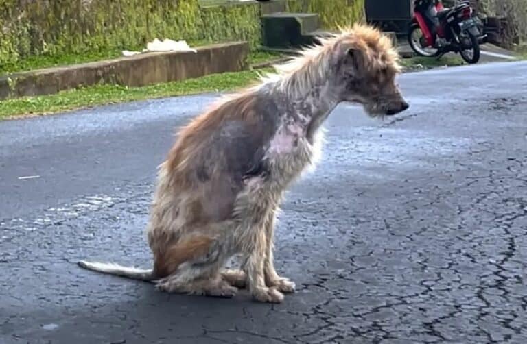 neglected dog 768x502