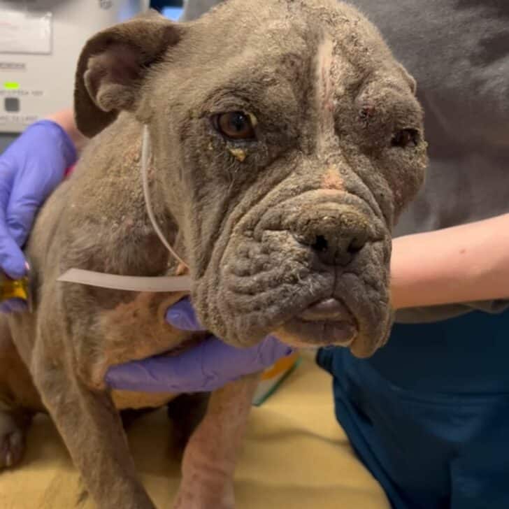 neglected dog at vets 728x728