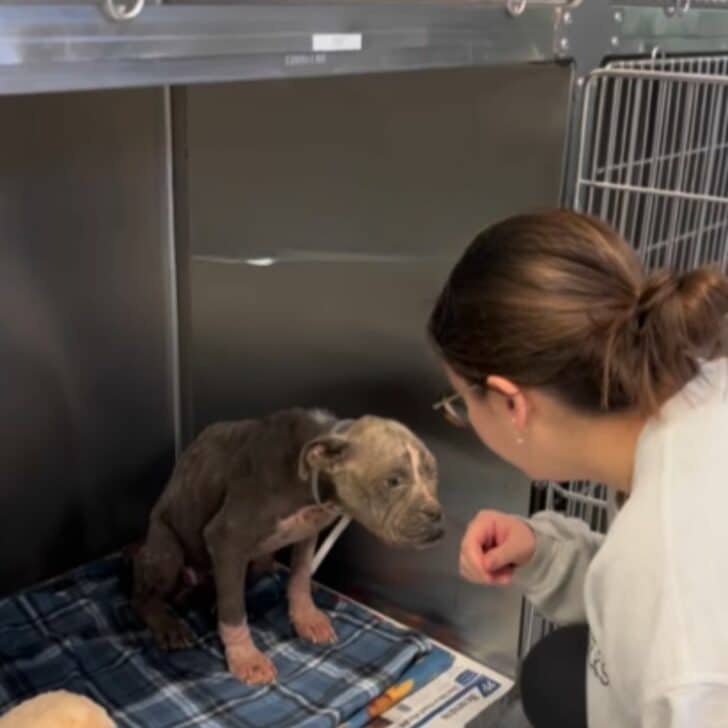 neglected dog in a shelter 728x728