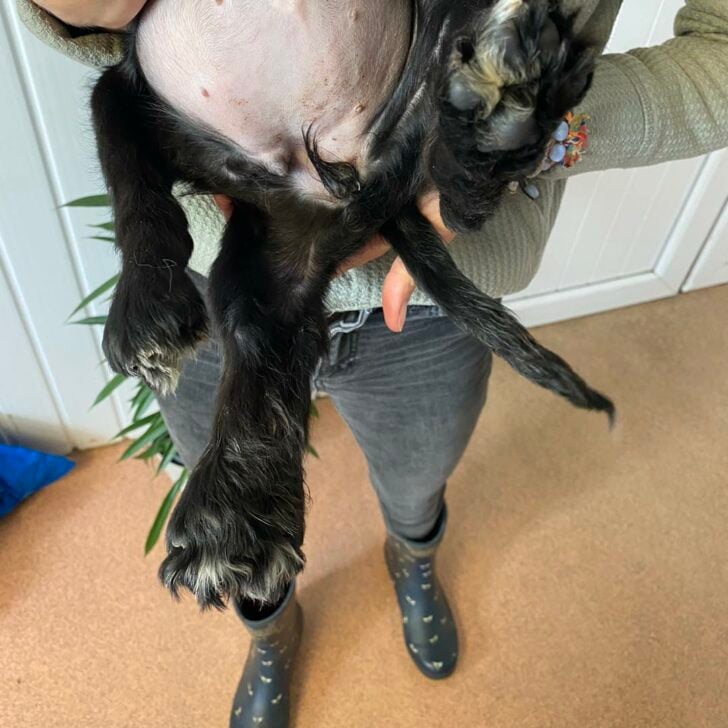owner holding black dog with six legs 728x728