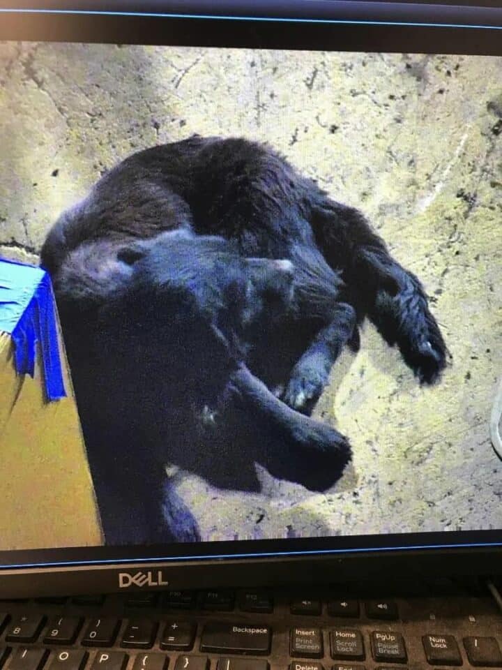 picture of a dog 720x960