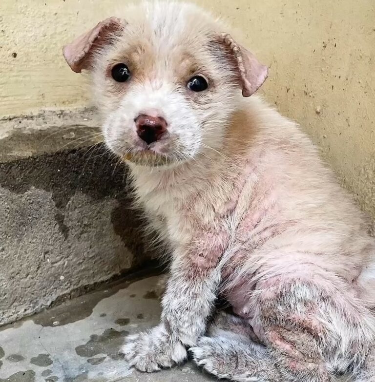 poor injured puppy 768x784