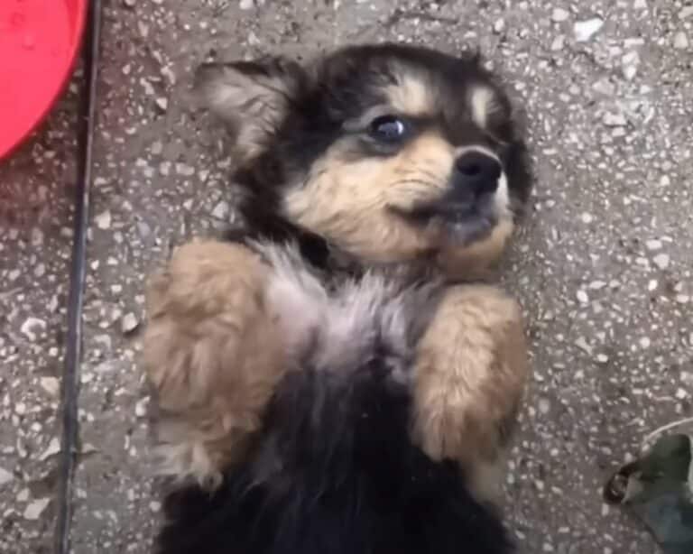 pup lying on its back 768x614