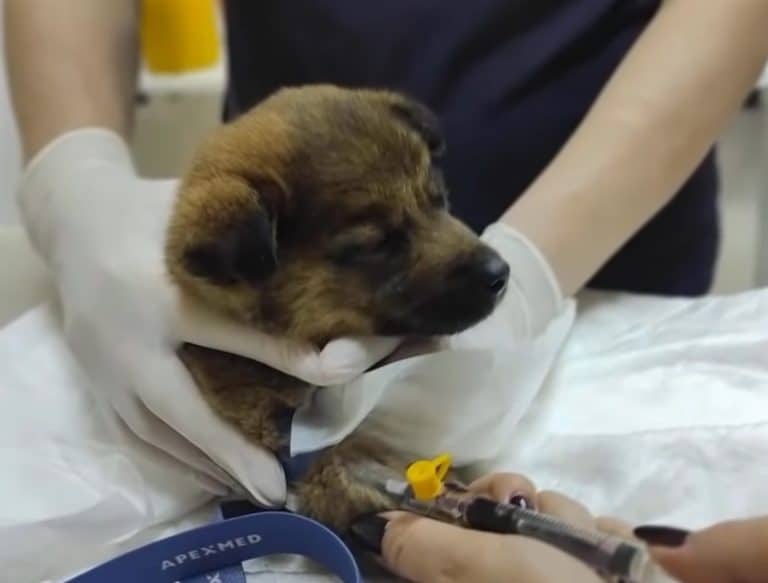 puppy at vet 768x583