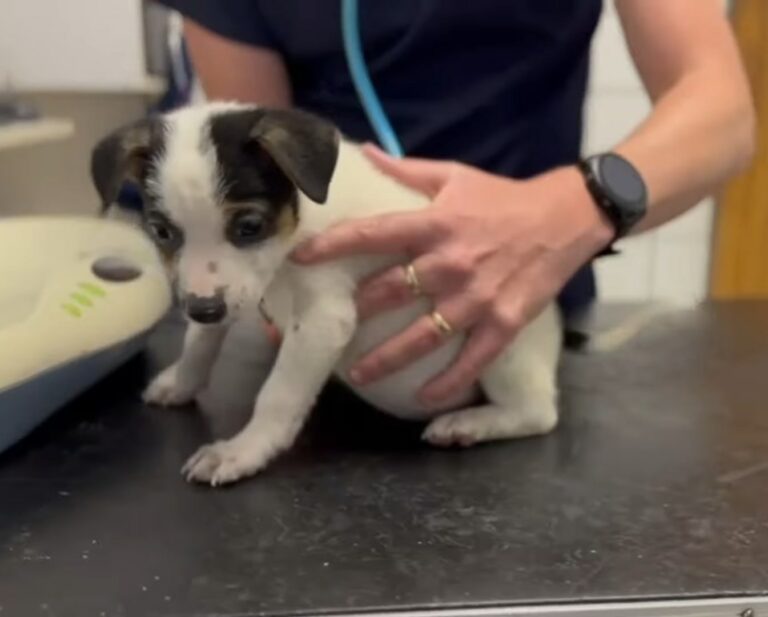 puppy getting examined 768x617