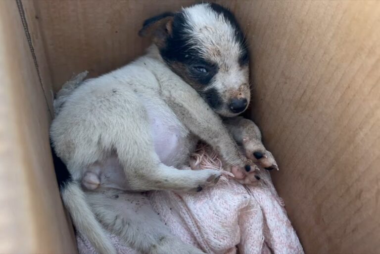 puppy lying in a cardboard box 768x515