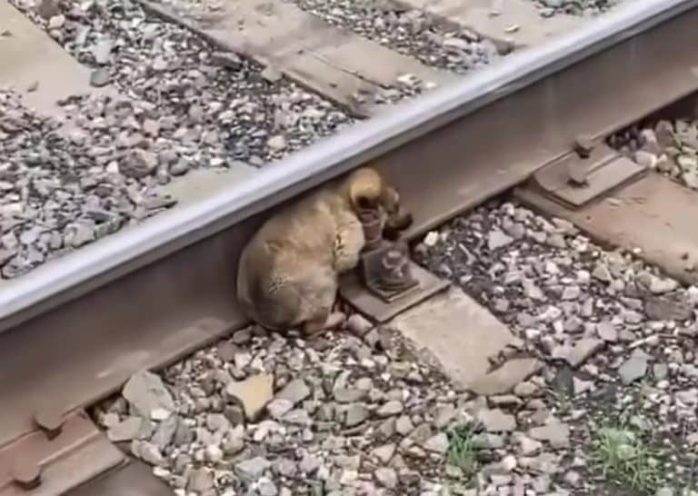 puppy on a railway 768x546