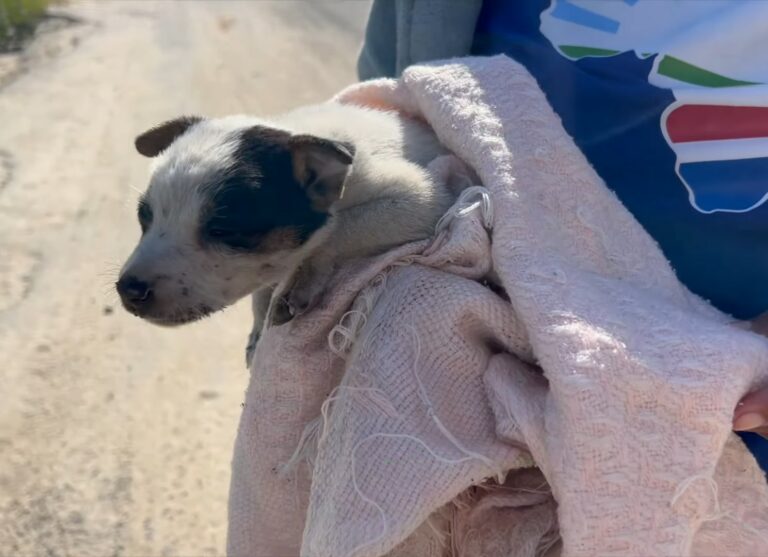puppy wrapped in a white towel 768x557