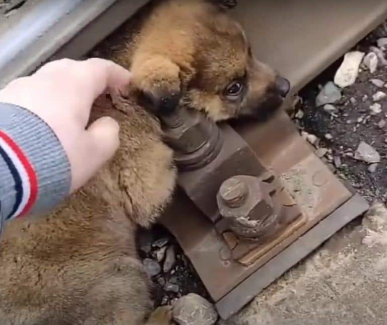 rescuing puppy 768x645