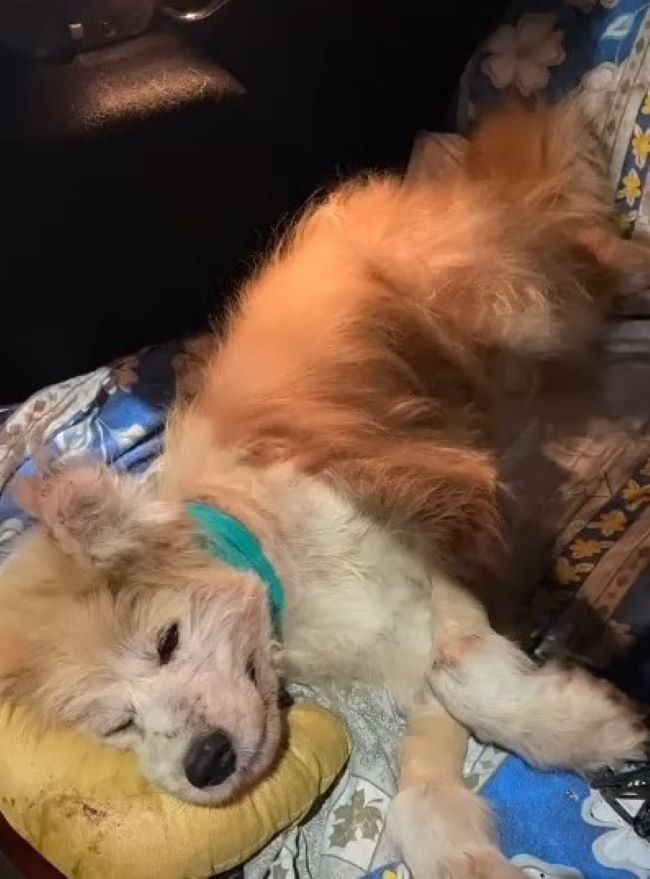 sick dog 1