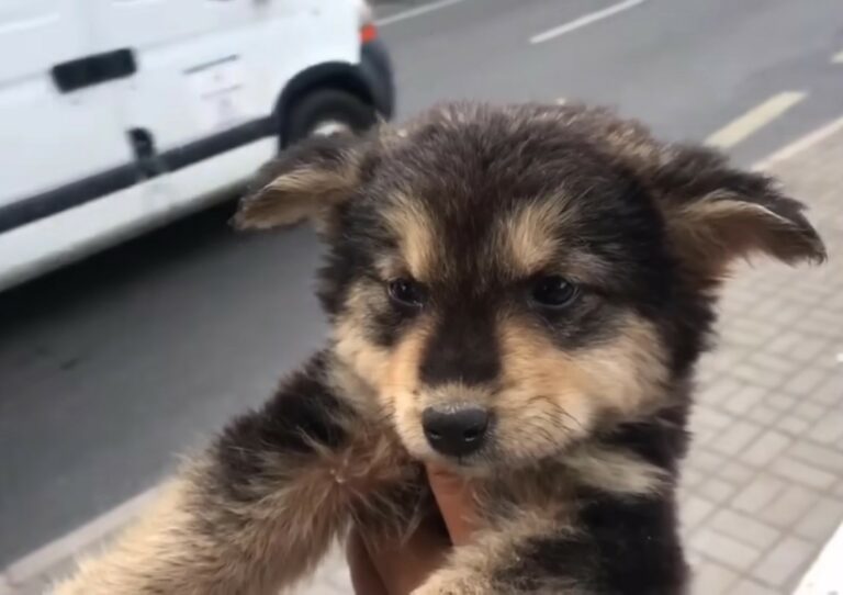 small pup by the road 768x542