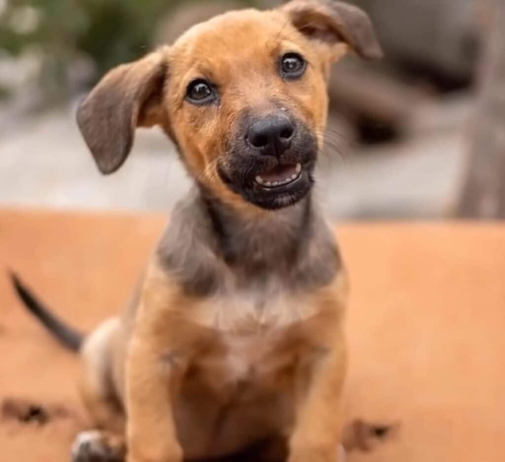 smiling dog 2