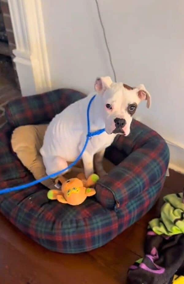 sweet white dog 2
