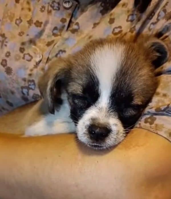 the dog sleeps on the mans arm