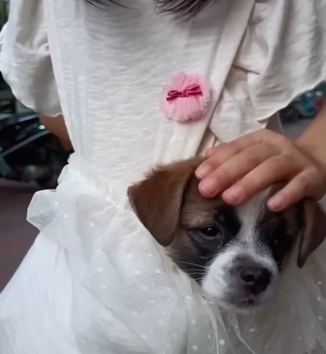 the little girl strokes the dogs head