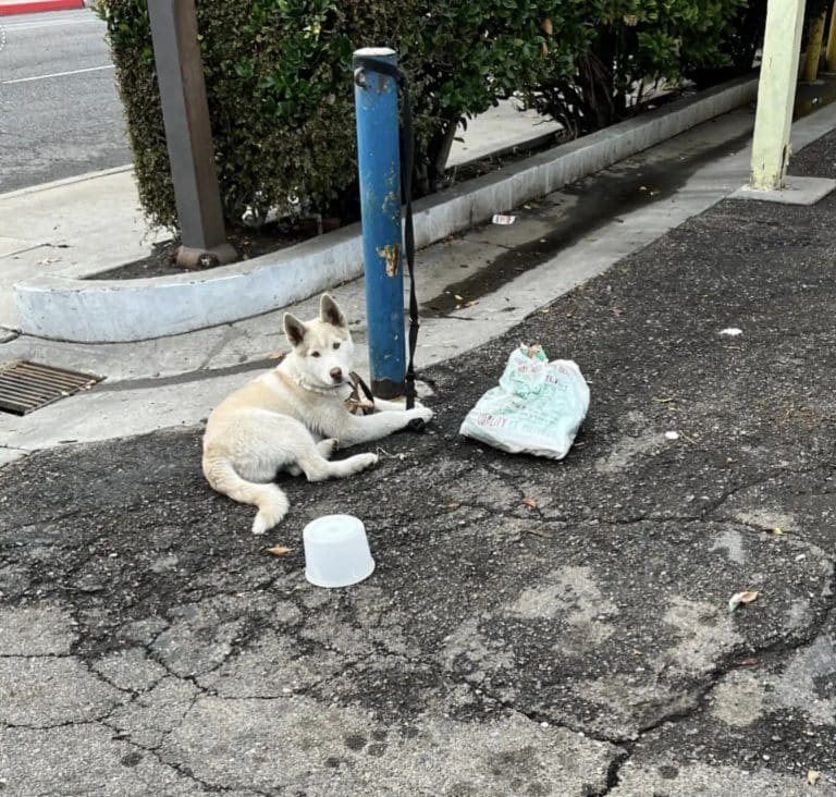 tied up dog 768x732