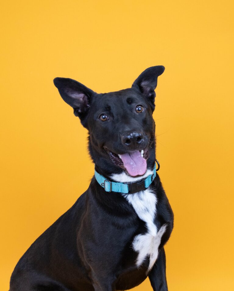 very happy black dog 768x953