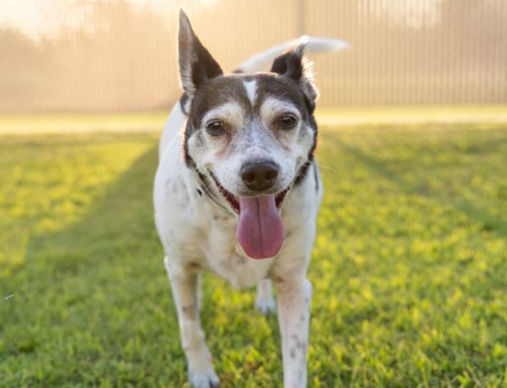 very happy dog 1