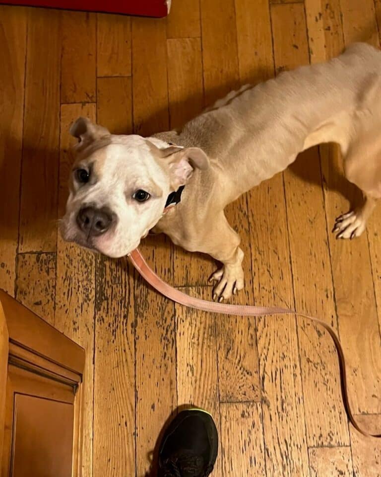 very skinny dog 768x960