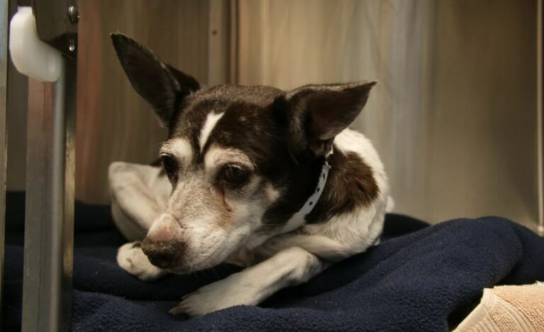 very sweet dog 768x469