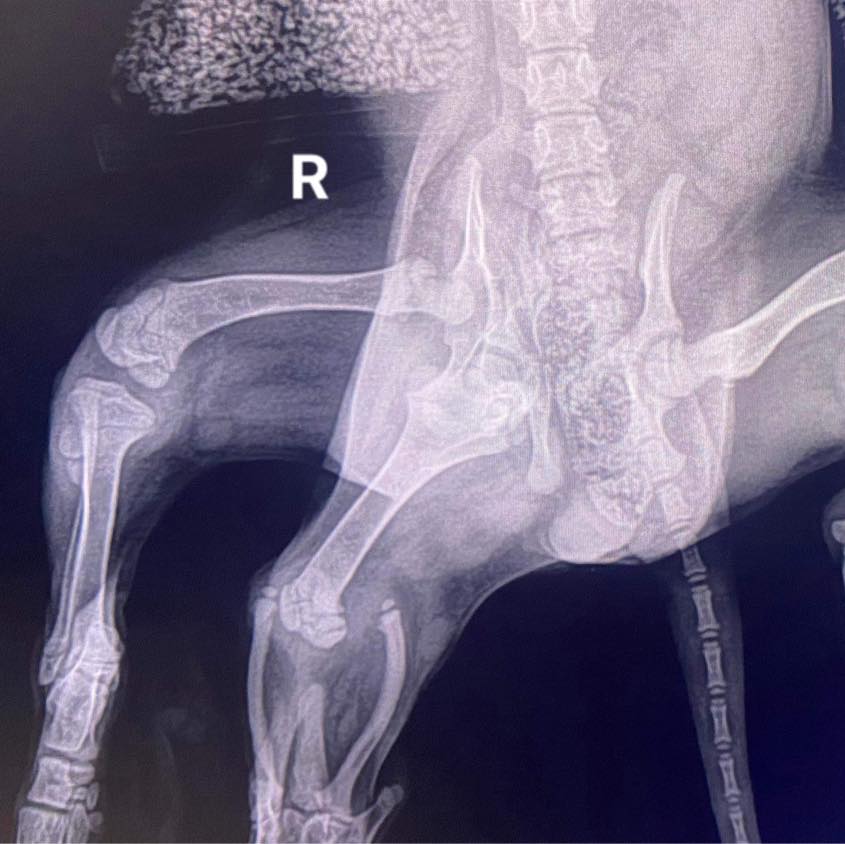 x ray of six legged dog